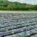 厂家直销成套拱棚定制方案量大从优