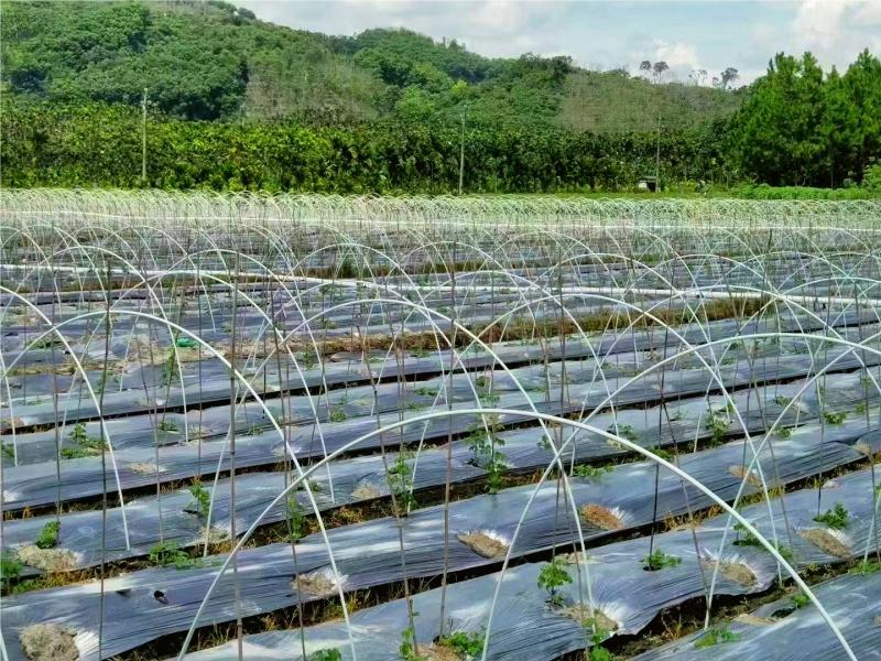 厂家直销成套拱棚定制方案量大从优