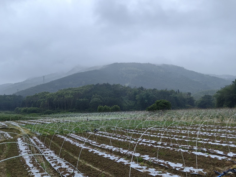厂家直销成套拱棚定制方案量大从优