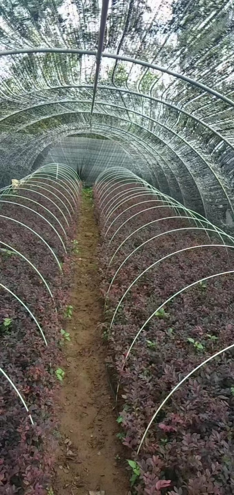 厂家直销成套拱棚定制方案量大从优