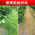 精草铵膦铵盐除草剂连根烂死荒地果园强力除草剂正品批发厂家