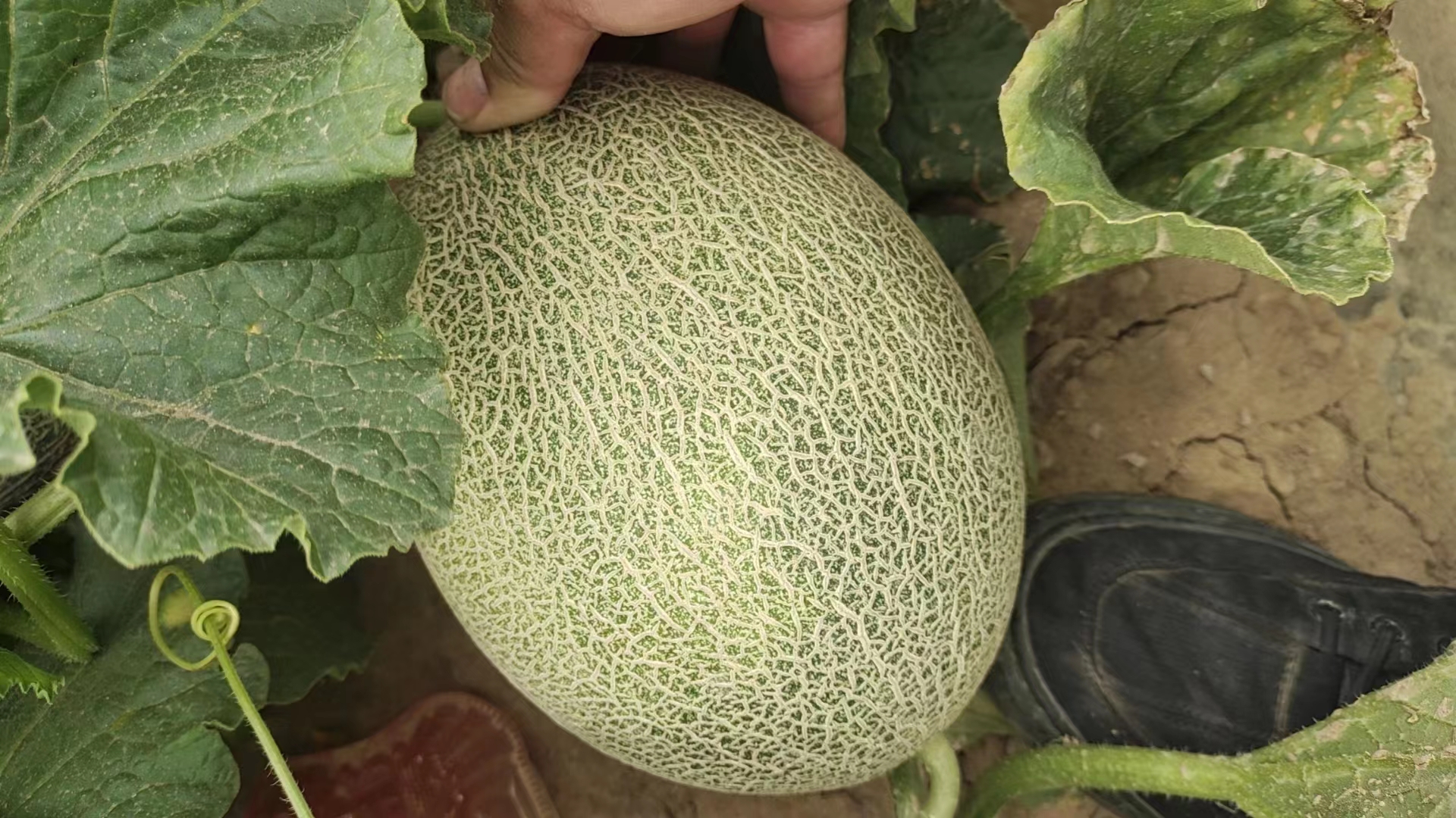 西州蜜瓜特写图片