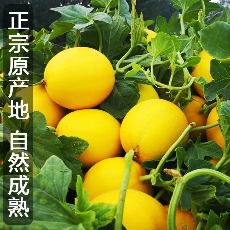 甘肃民勤蜜瓜甜度高品质好对接电商市场等客户