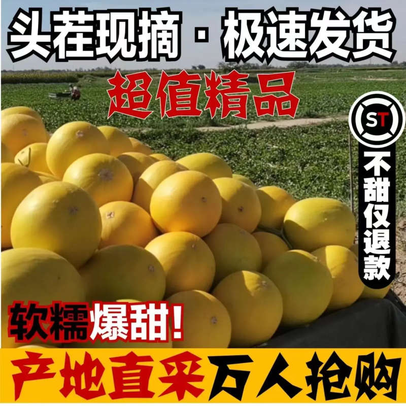 甘肃民勤蜜瓜甜度高品质好对接电商市场等客户