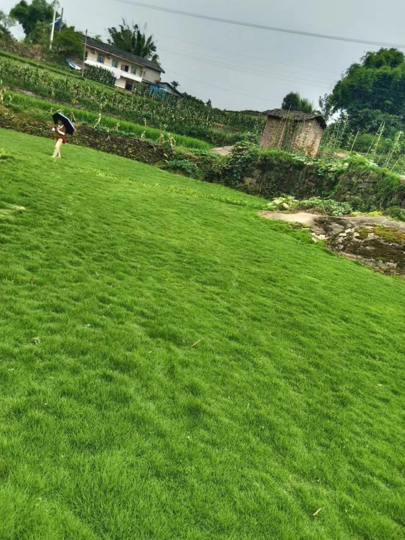 【推荐】台湾二号护坡草坪草，庭院绿化草坪产地直发保质
