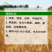 麦黄金叶面肥小麦增产增收专用肥粒粒饱满壮苗抗倒分蘖水溶肥