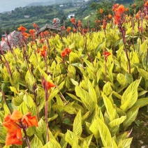 【推荐】花叶美人蕉重庆产地品质保障欢迎致电咨询合作