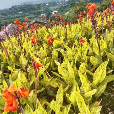 【推荐】花叶美人蕉重庆产地品质保障欢迎致电咨询合作