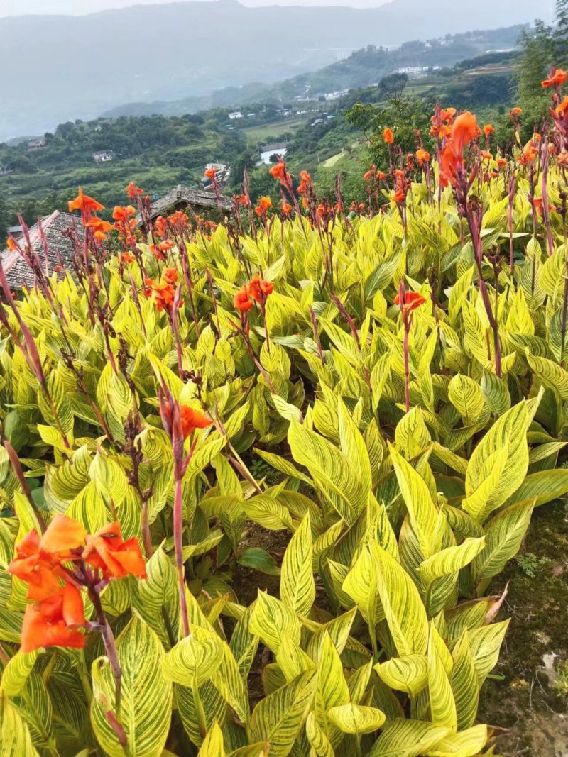 【推荐】花叶美人蕉重庆产地品质保障欢迎致电咨询合作