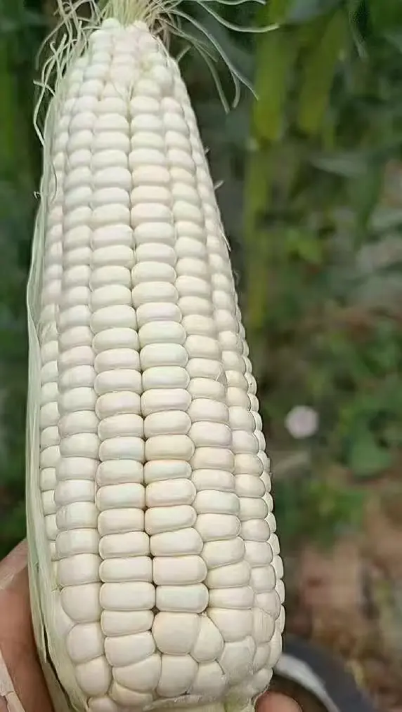 山东白糯玉米自家种植一手货源欢迎咨询合作
