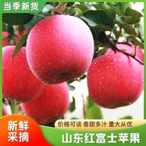 山东临沂蒙阴红富士苹果，口感脆甜，对接平台，一手货源