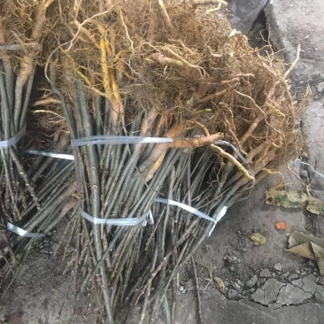 川黄柏树苗规格齐全种植技术剥皮技术免费提供量大从优