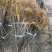 川黄柏树苗规格齐全种植技术剥皮技术免费提供量大从优