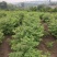 川黄柏树苗规格齐全种植技术剥皮技术免费提供量大从优