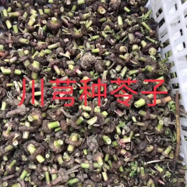 川芎种苗