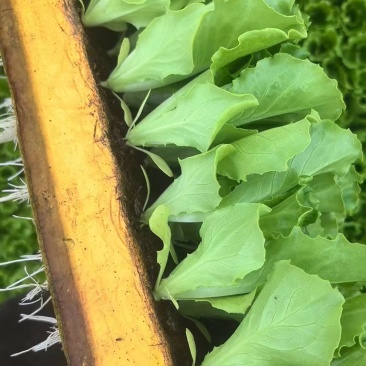 云南蔬菜苗玉溪生菜苗意大利生菜苗大量有货价格低