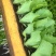 云南蔬菜苗玉溪生菜苗意大利生菜苗大量有货价格低