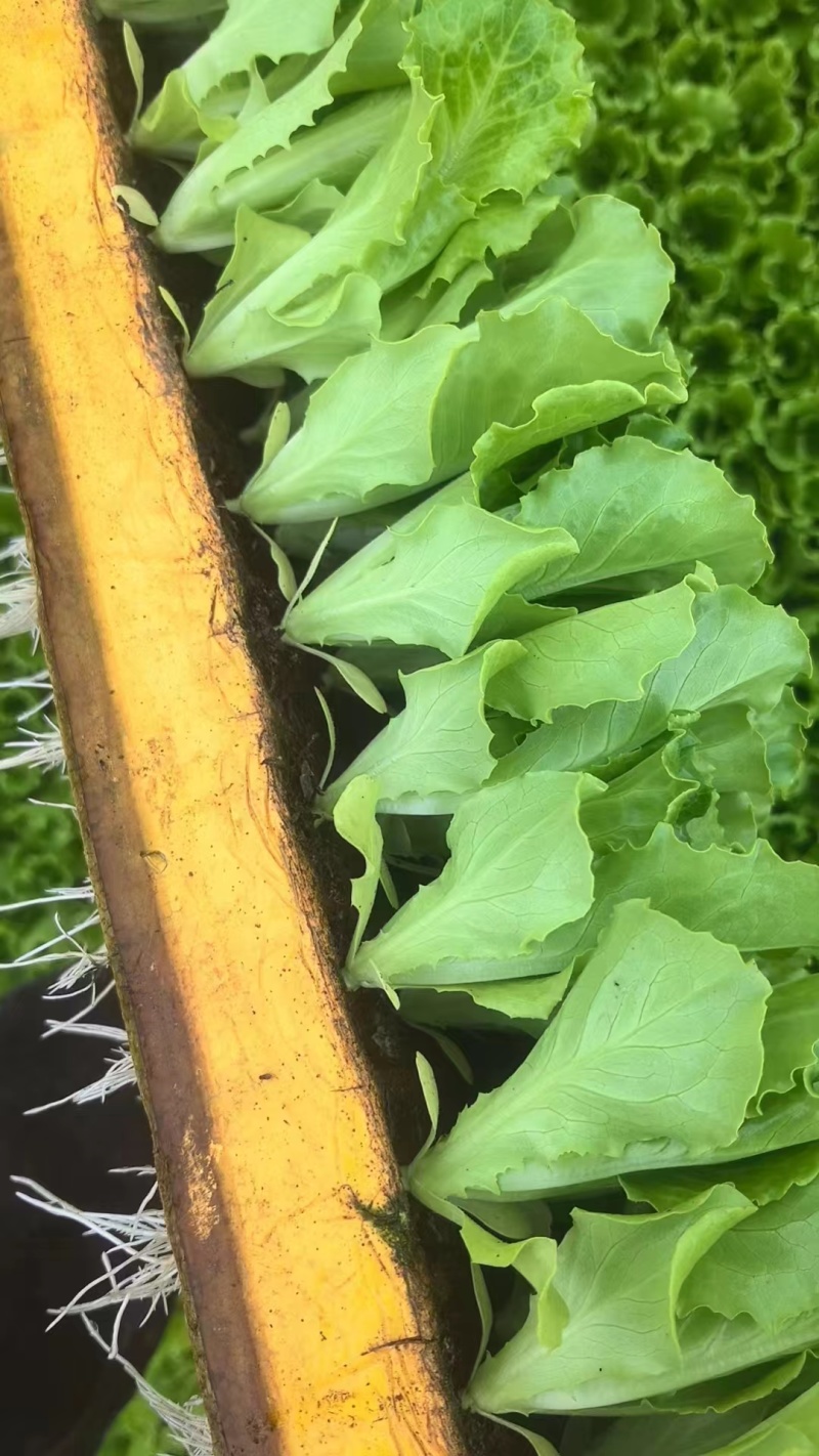 云南蔬菜苗玉溪生菜苗意大利生菜苗大量有货价格低