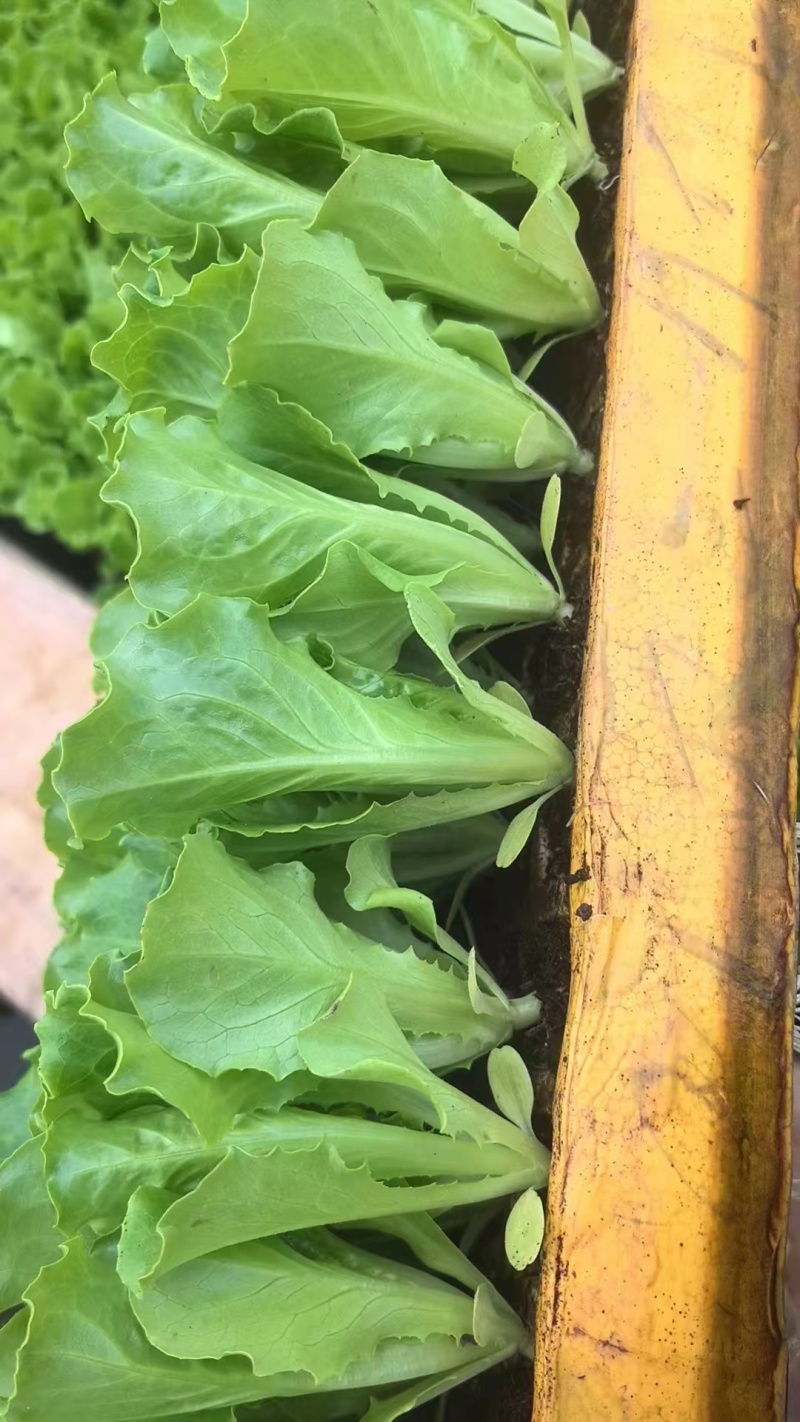 云南蔬菜苗玉溪生菜苗意大利生菜苗大量有货价格低