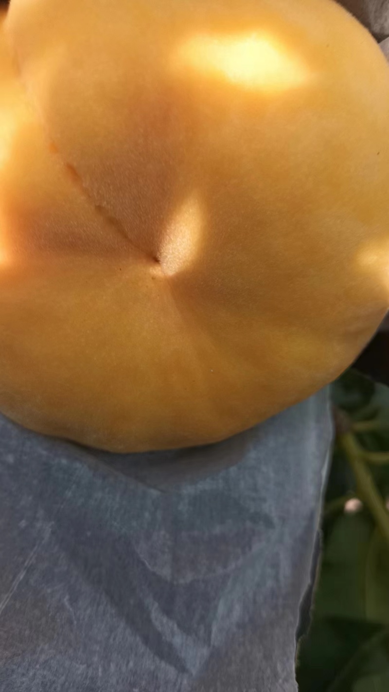 灵宝油蟠七上市了，产地直供，价格便宜，诚信经营，可视频看