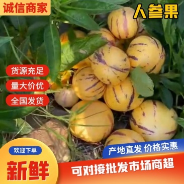 云南当季人参果，树上自然熟，清甜多汁，基地直供诚信合作！
