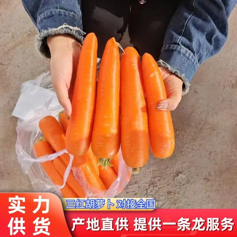 【河南】三红胡萝卜水洗胡萝卜品质保证对接全国基地直发