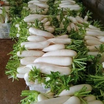 白萝卜大量出货中，量大从优，质量保证，无虫眼，价格面议