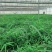 湖北黄精种苗成活率高提供技术苗圃直发价格优惠欢迎来电咨询