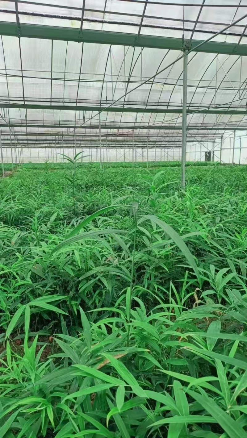 湖北黄精种苗成活率高提供技术苗圃直发价格优惠欢迎来电咨询