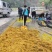 黄精种子，净籽-发芽。高存活，恩施基地直发。