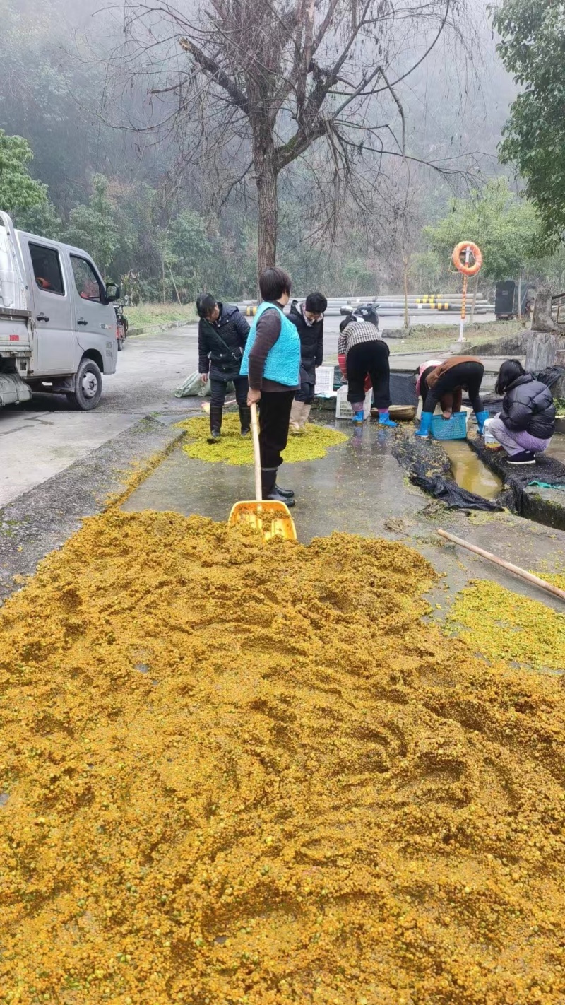 黄精种子，净籽-发芽。高存活，恩施基地直发。