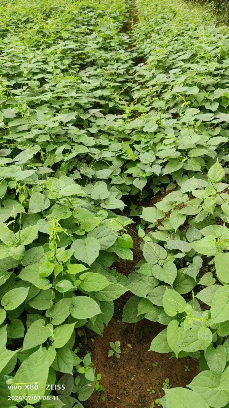白首乌苗，高存货，基地直发。技术指导