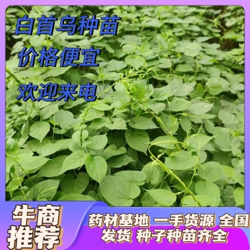 白首乌苗，高存货，基地直发。技术指导