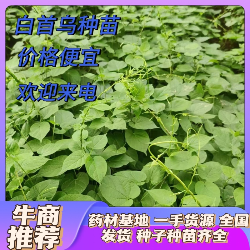 白首乌苗，高存货，基地直发。技术指导