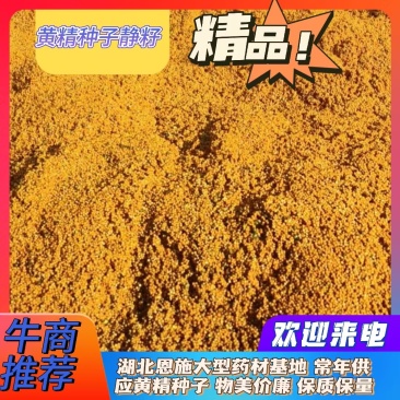 黄精种子，净籽-发芽。高存活，恩施基地直发。