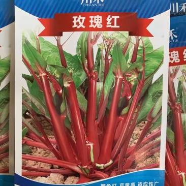 红菜苔种子早熟抽苔整齐苔色鲜艳孙苔多耐热抗病