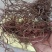 红茜草产地直发量大从优欢迎电联优质红茜草各种药材