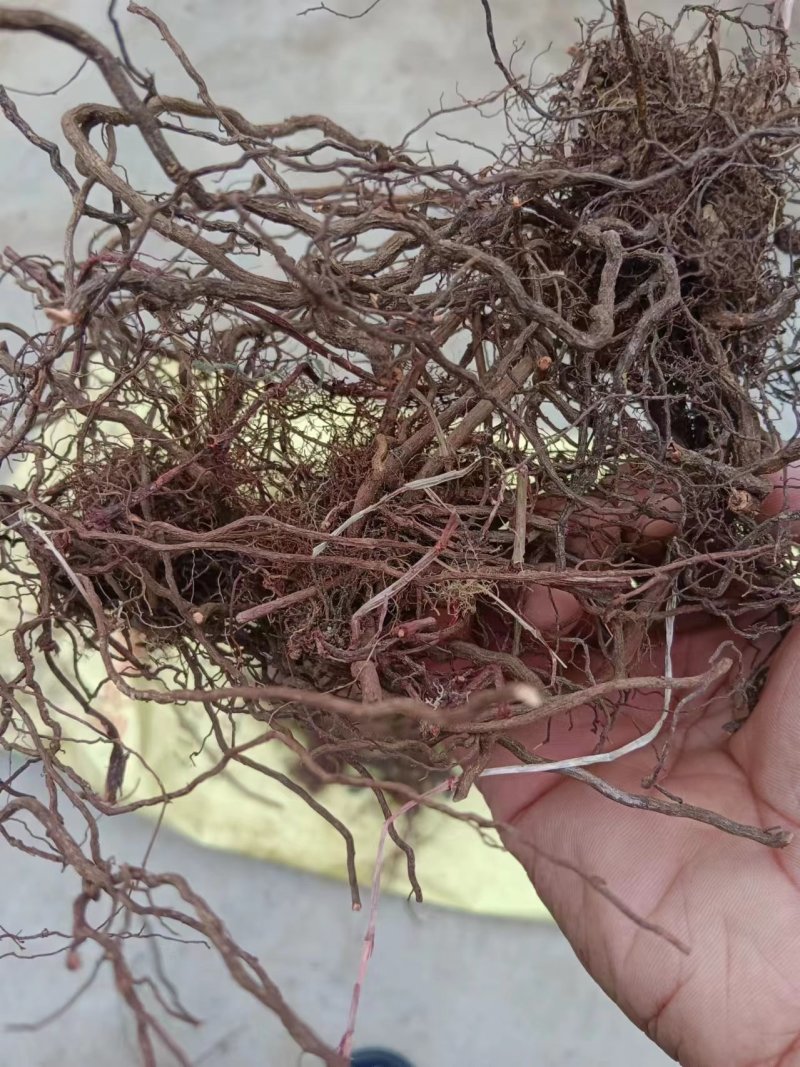 红茜草产地直发量大从优欢迎电联优质红茜草各种药材