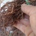 红茜草产地直发量大从优欢迎电联优质红茜草各种药材