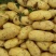 精选土豆山西土豆大量上市全国发货量大价优运输便利