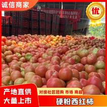【实力】宁夏硬粉西红柿产地直发-价格优惠-可视频看货