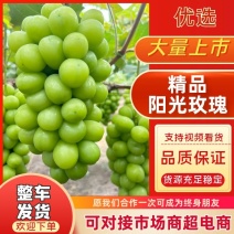 江苏精品阳光玫瑰对接电商市场商超等各类客户