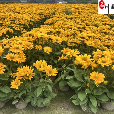 金光菊工程杯苗成都苗圃基地直销花境花坛花卉量大从优