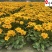 金光菊工程杯苗成都苗圃基地直销花境花坛花卉量大从优