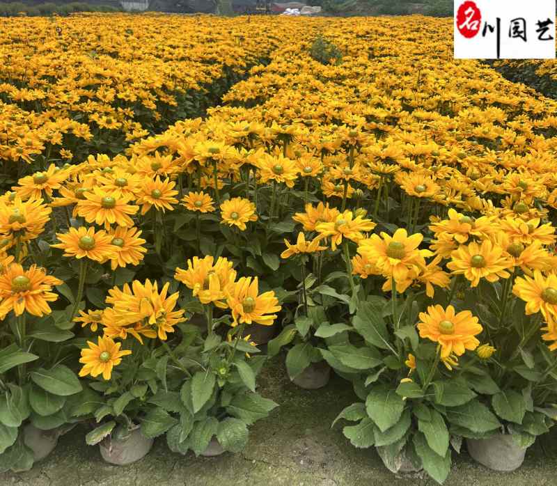 金光菊工程杯苗成都苗圃基地直销花境花坛花卉量大从优