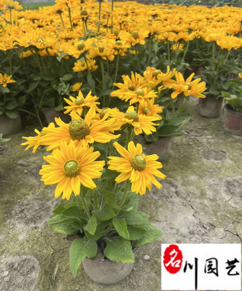 金光菊工程杯苗成都苗圃基地直销花境花坛花卉量大从优