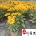 金光菊工程杯苗成都苗圃基地直销花境花坛花卉量大从优