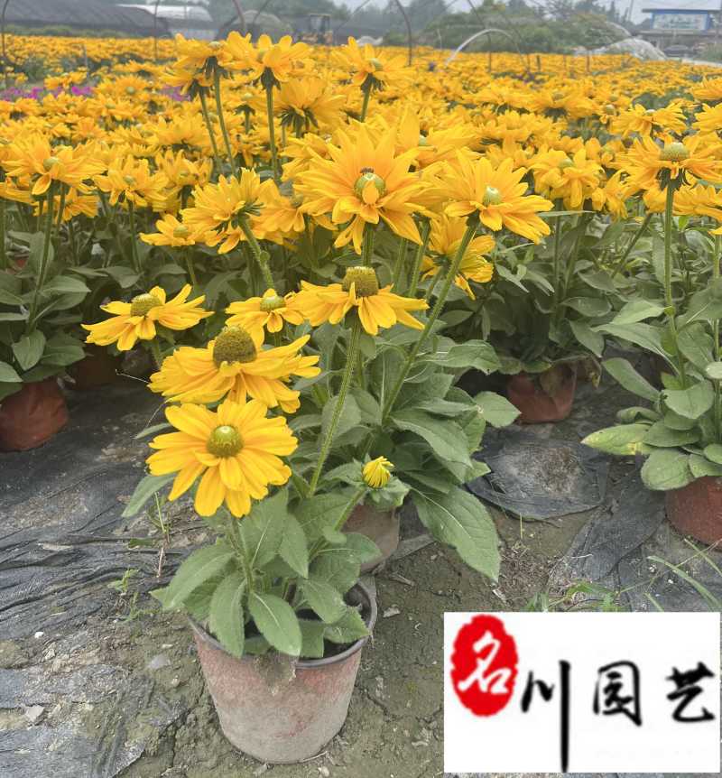 金光菊工程杯苗成都苗圃基地直销花境花坛花卉量大从优