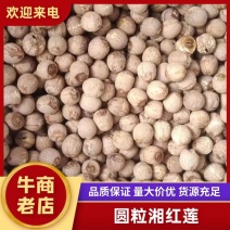 圆粒湘红莲精品莲子各种莲子加工厂欢迎各位老板联系