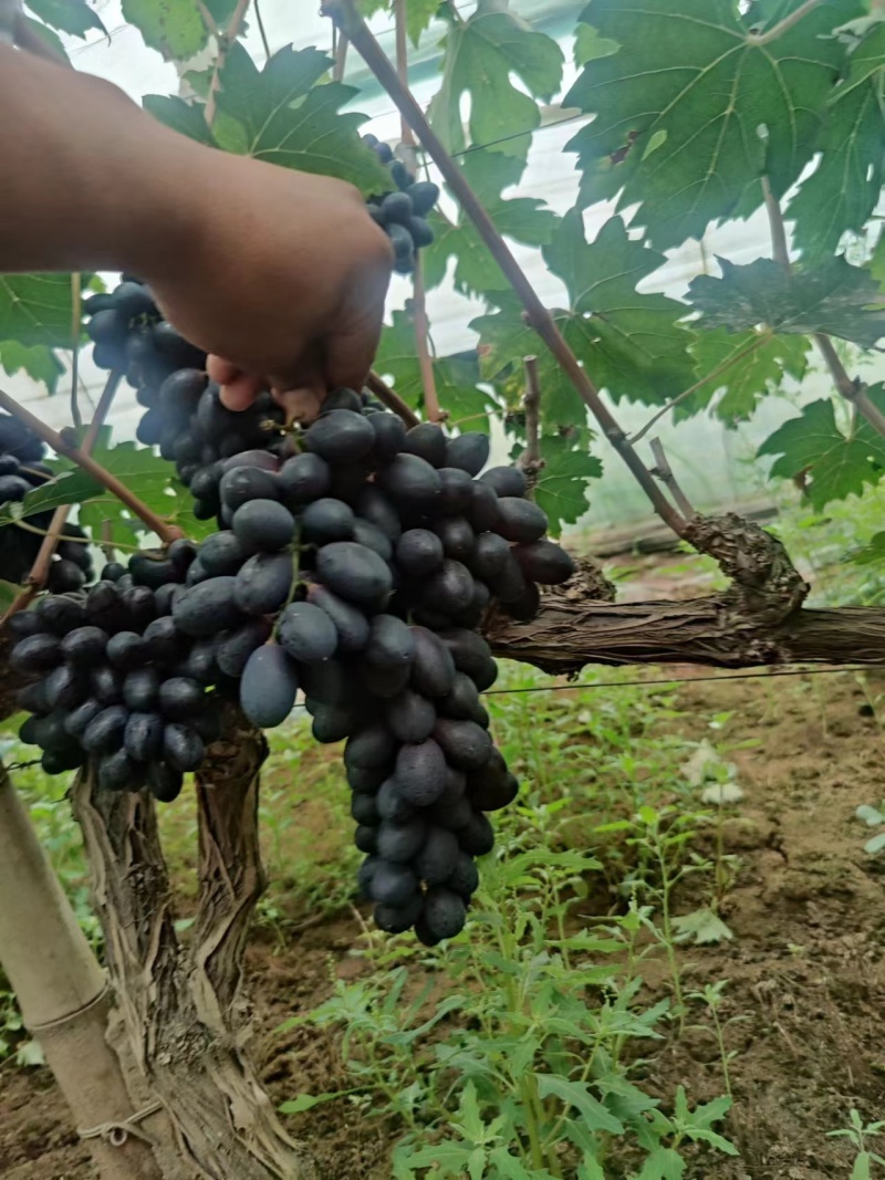 a17葡萄河北衡水饶阳县葡萄种植基地保质保量